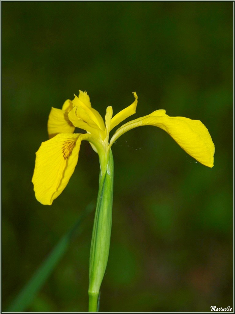 Iris des Marais, flore Bassin d'Arcachon (33) 