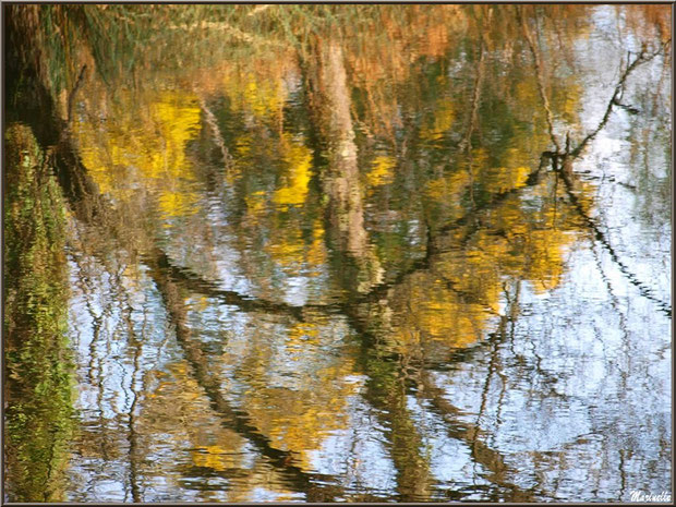 Reflets impressionnistes des mimosas sur le Canal des Landes au Parc de la Chêneraie à Gujan-Mestras (Bassin d'Arcachon - 33) 