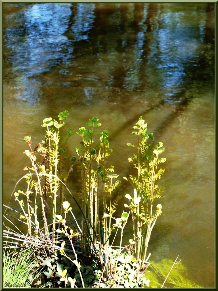 Fougères et fleurettes printanières avec reflets en bordure de La Leyre, Sentier du Littoral au lieu-dit Lamothe, Le Teich, Bassin d'Arcachon (33) 