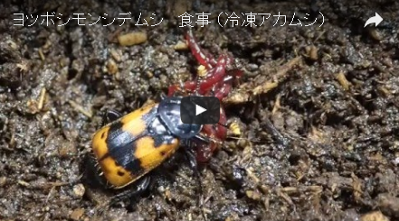 昆虫の食事 私たちのちいさな友達みぃつけた スペシャルサイト 昆虫の食事 私たちのちいさな友達みぃつけた スペシャルサイト