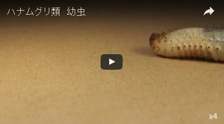 昆虫の姿 生態 私たちのちいさな友達みぃつけた スペシャルサイト 昆虫の姿 生態 私たちのちいさな友達みぃつけた スペシャルサイト