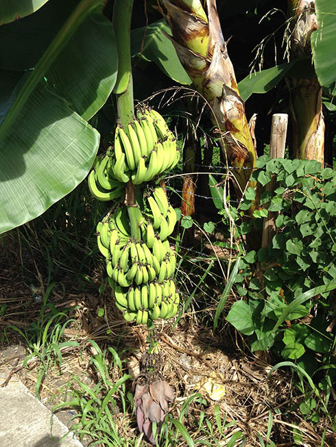 Bananenstaude am Wegesrand