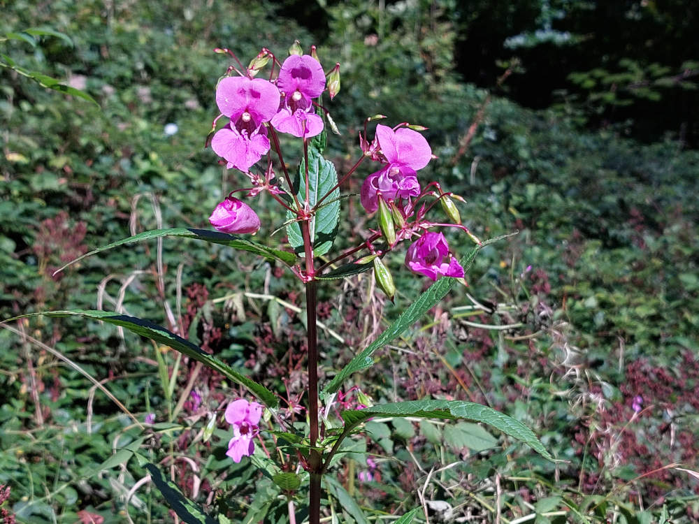 Waldspaziergang am 05. Oktober 2025