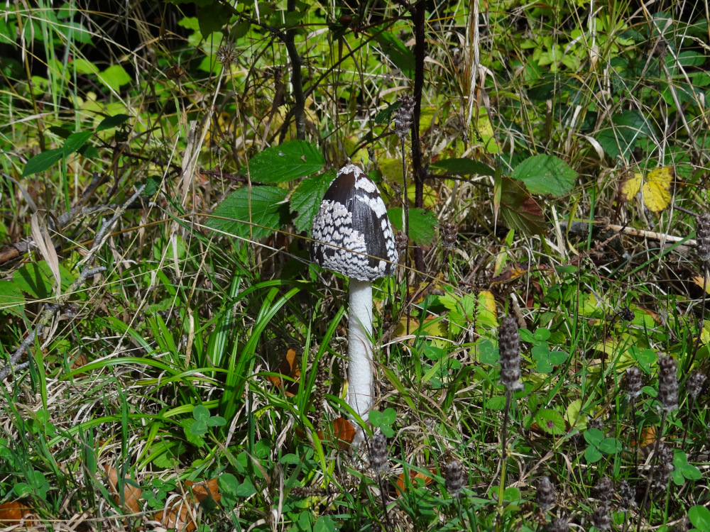 Waldspaziergang am 02. November 2025