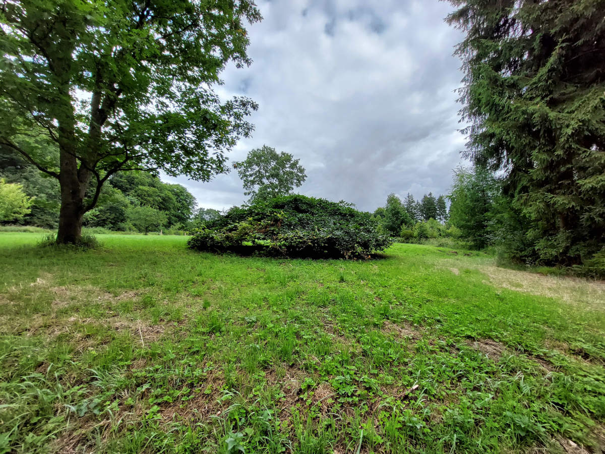 Einladung zum Waldspaziergang - am 06. Juli 2025
