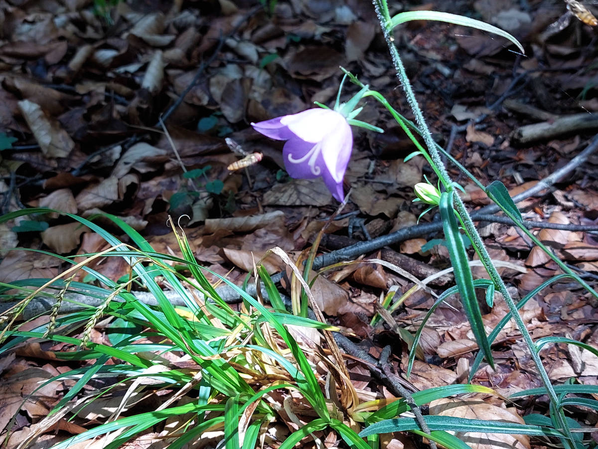 Waldspaziergang