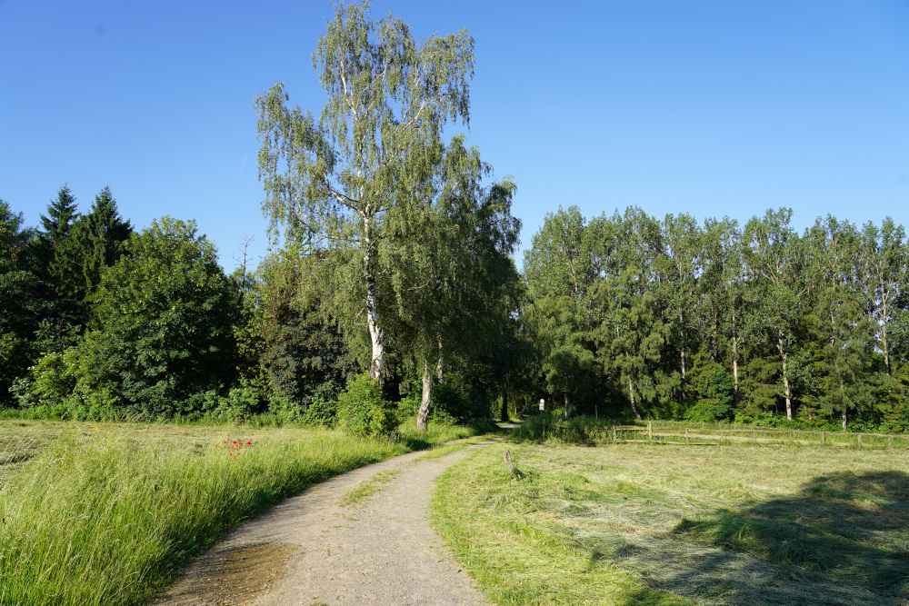 Waldspaziergang am 05. Juli 2026