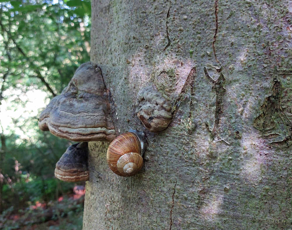 Weinbergschnecke bei Trockenheit