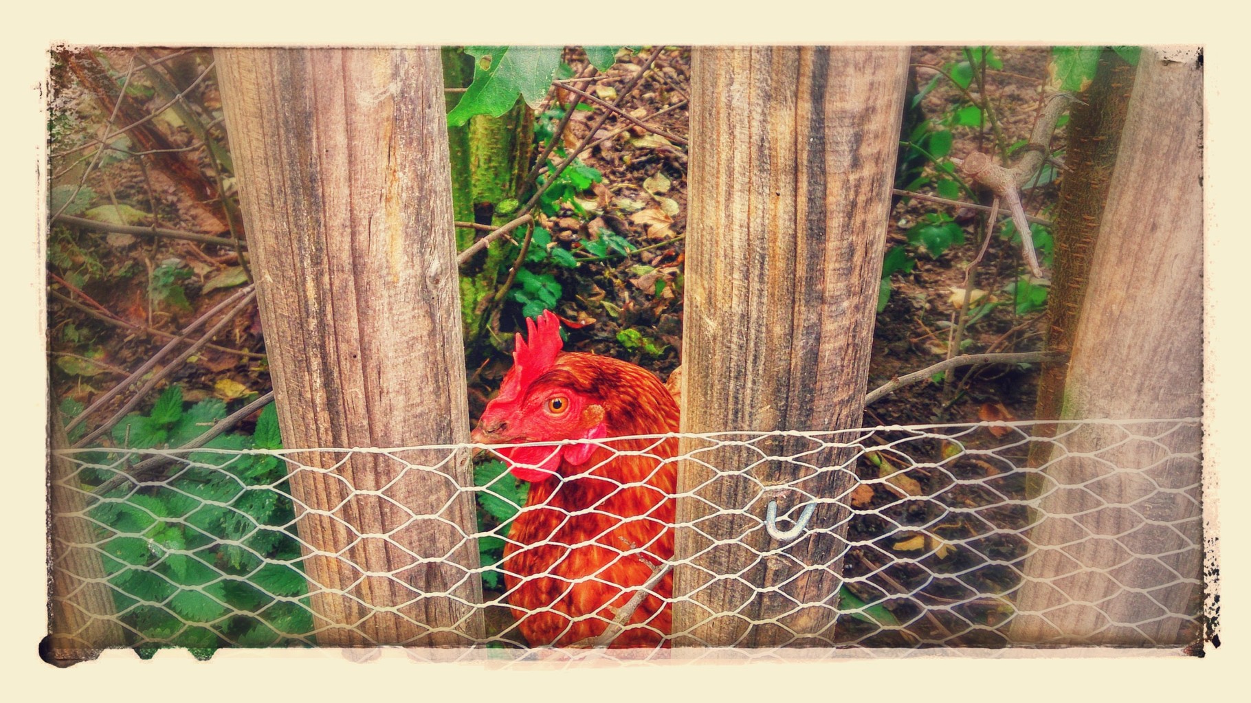 ~ Bild: Special Effects - 'Hen@Fence' ~