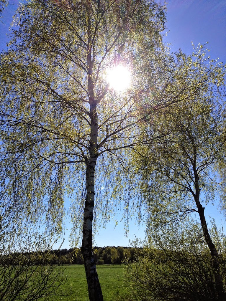 ~ Bild: Birken im Frühling ~