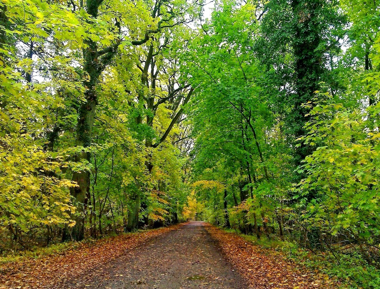 ~ Bild: Herbstwald bei Sittensen ~