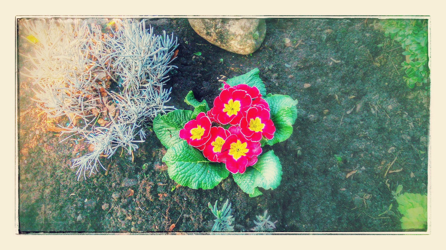 ~ Bild: Special Effects - 'Early Spring Flowers' ~