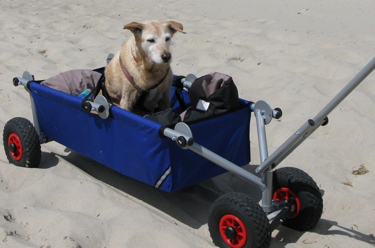 mit Sonderanfertigung - Gurte für Hunde