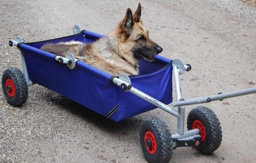 Zwillinge im ulfBo ulfBo faltbarer Bollerwagen