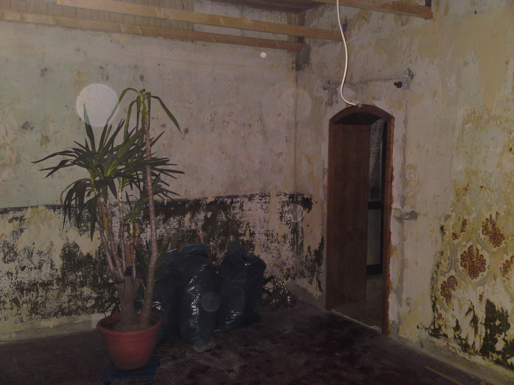 Botanik im Wohnzimmer