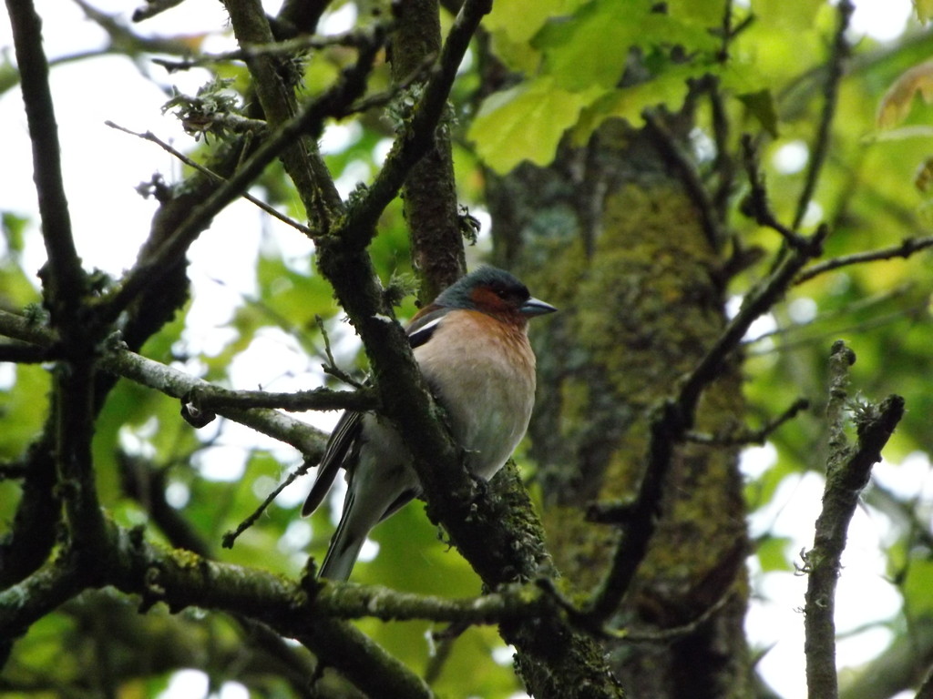 pinson des arbres