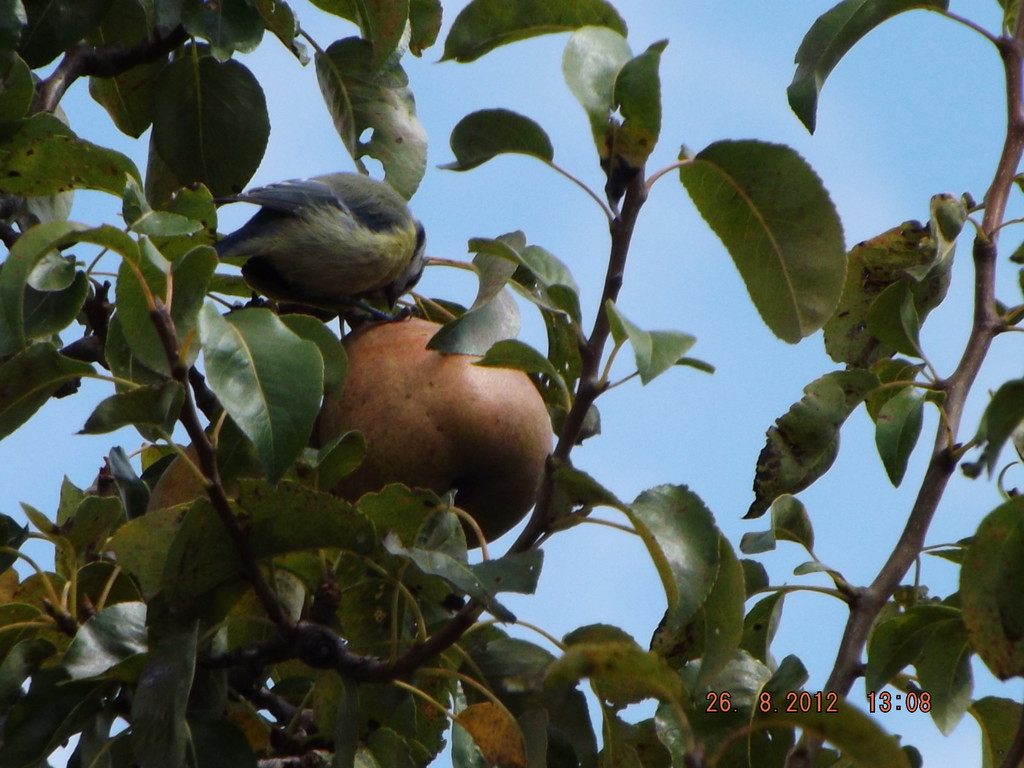 Mésange bleue sur une poire