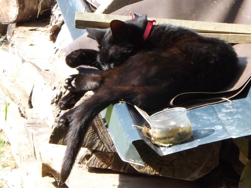 Un chat noir à la sieste !!!!