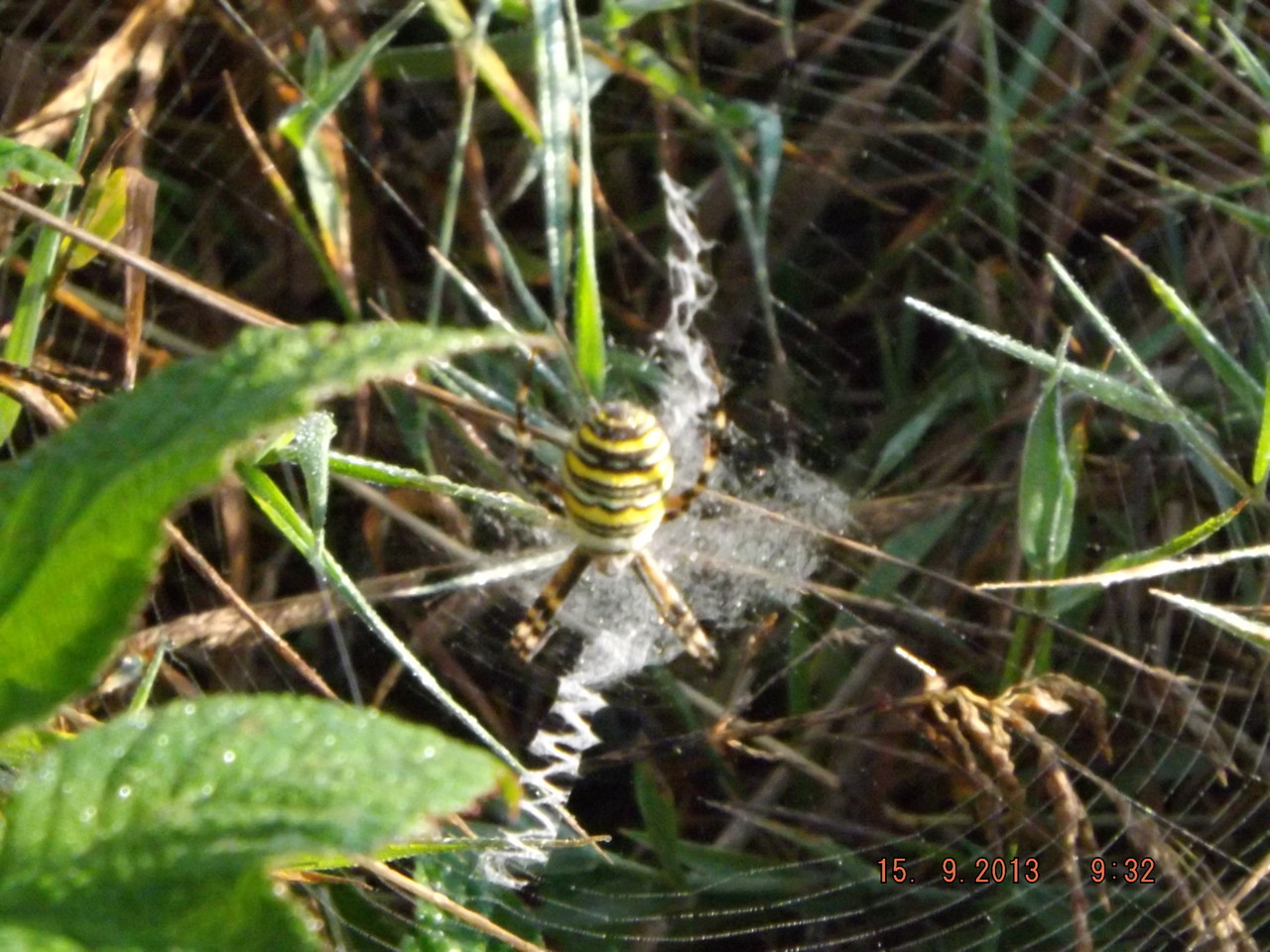 Argiope frelon montrant le stabilimentum (décoration faite de fils de soie)