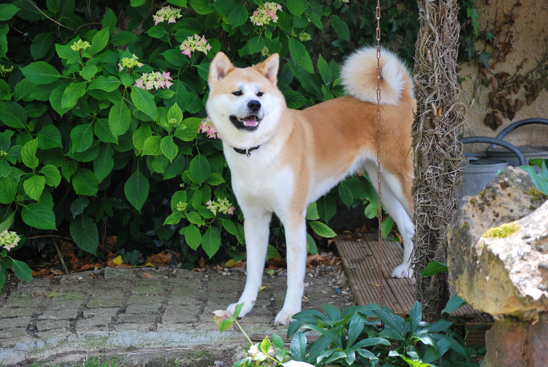 Akita Inu - was Sie vor dem Kauf über die Hunderasse aus ...