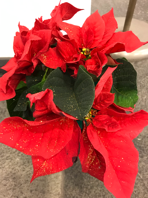 Weihnachtsstern
