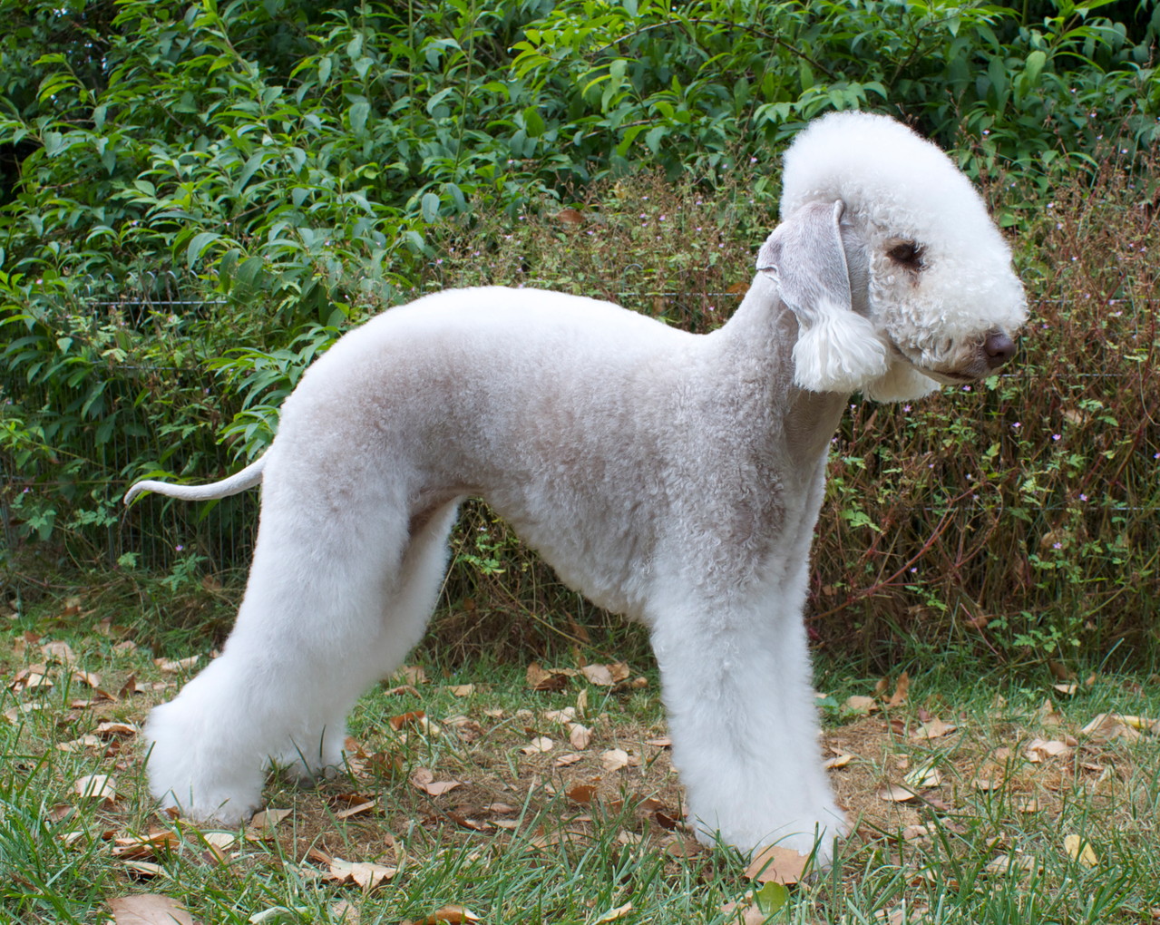 Our Dogs Bedlington Terrier Coquet Water