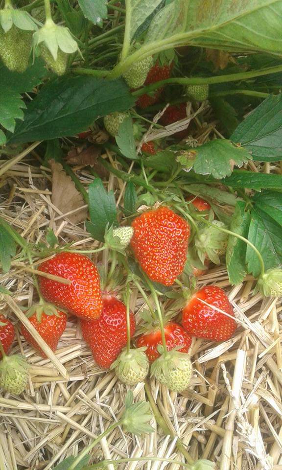 Reife Erdbeeren