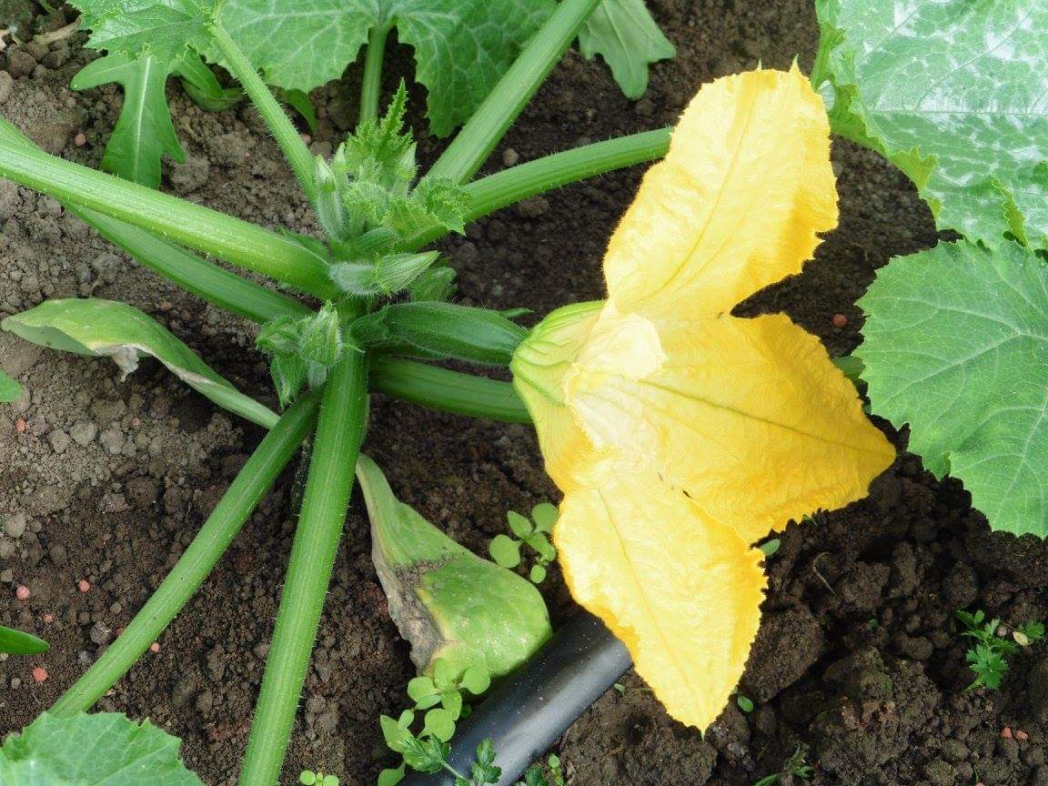 Zucchiniblüten