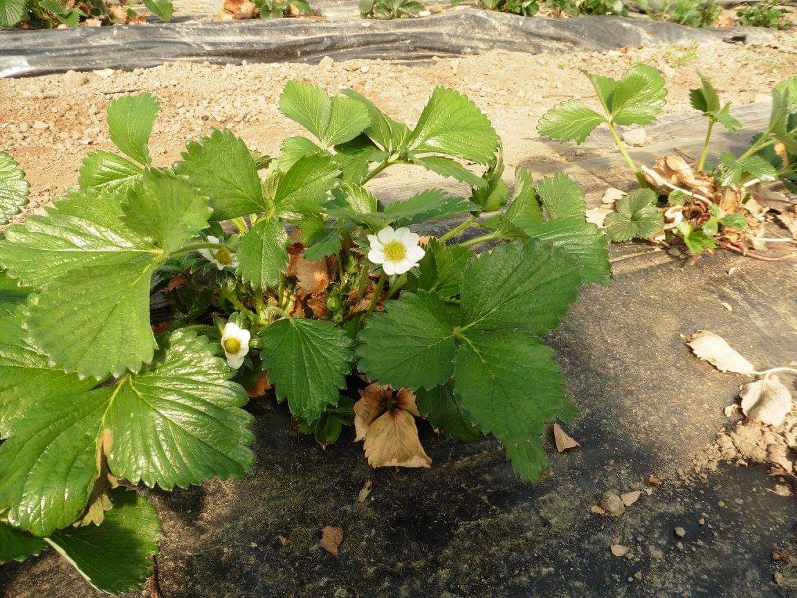 Erdbeerblüten