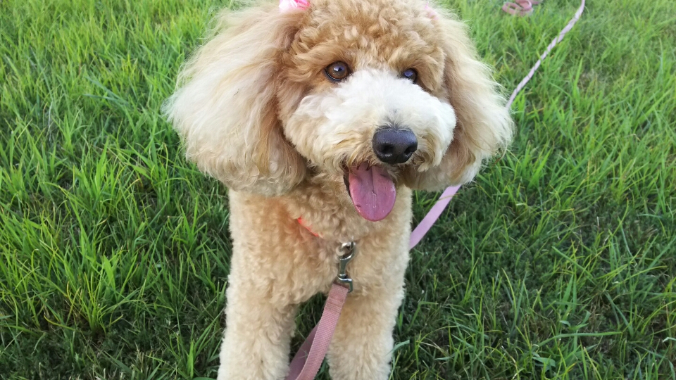 ララ 犬のしつけ ドッグスクールミミ
