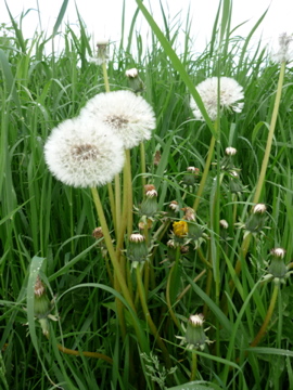 Pusteblumen wieder sehen  durch Achtsamkeit