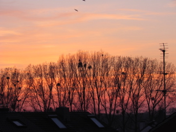 Sonnenuntergang an der Niers bei einem Spaziergang am Niederrhein