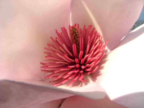 Magnolia Vairano Staubgefäße