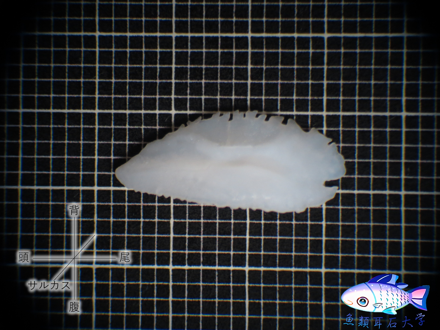 ホーム - 魚類耳石大学 University of otolith of Japanese fishes