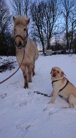 Ljosadis och Jack- båda gula :)