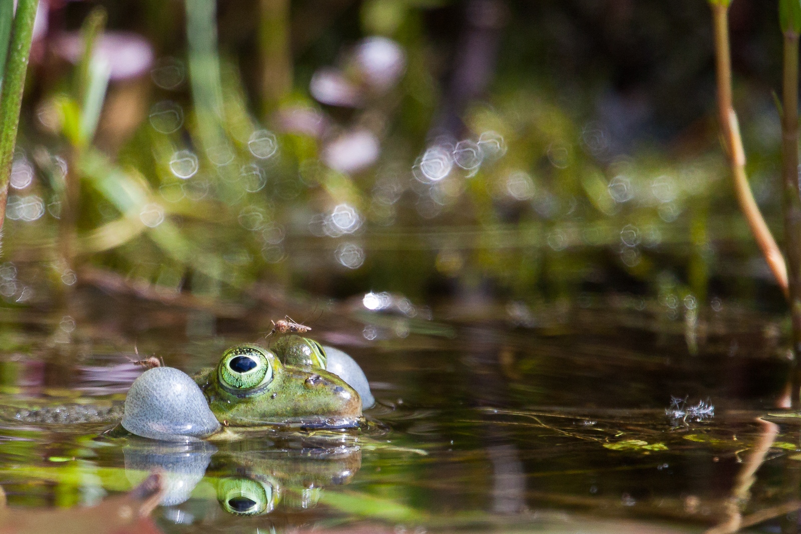 Wasserfrosch