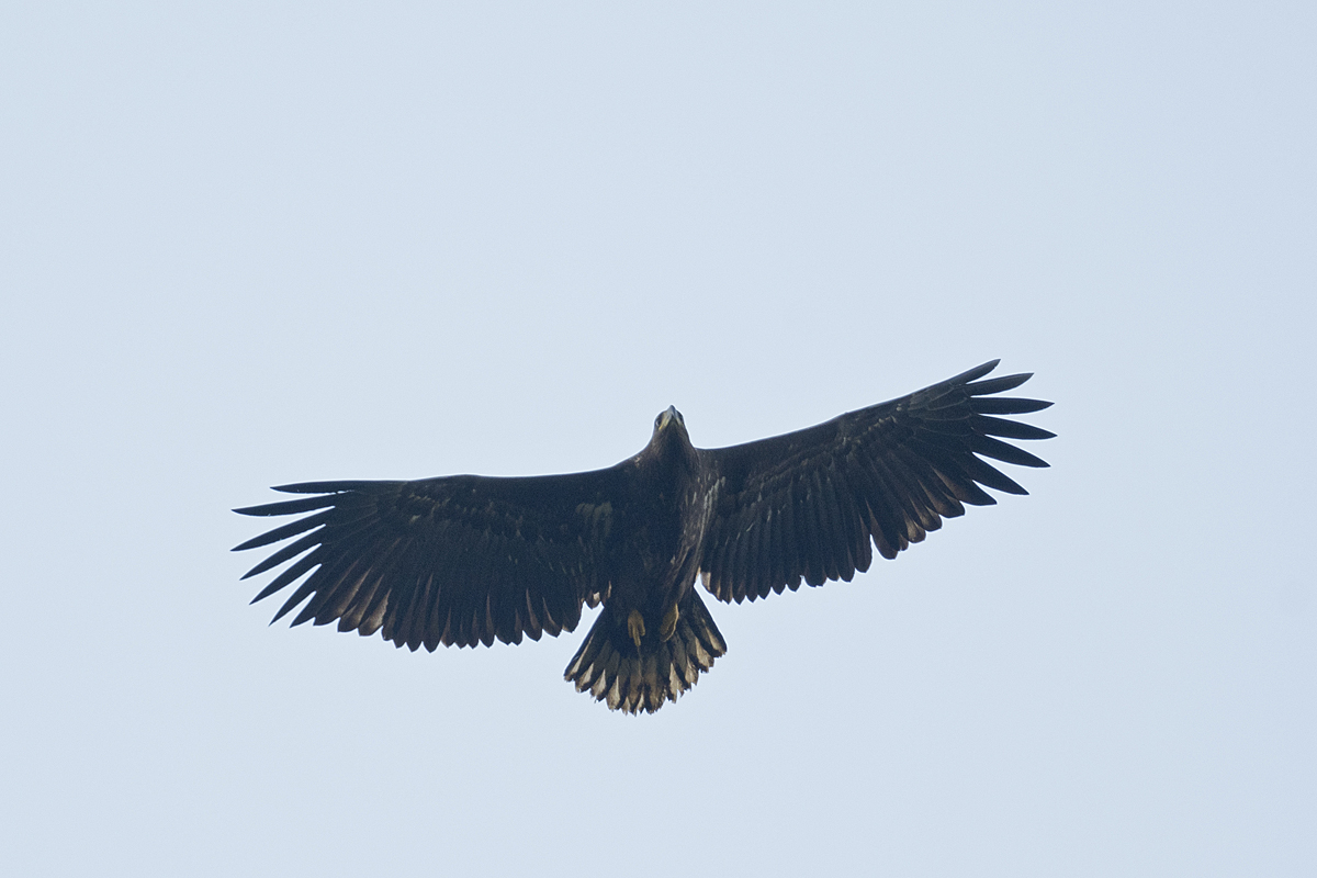 Seeadler