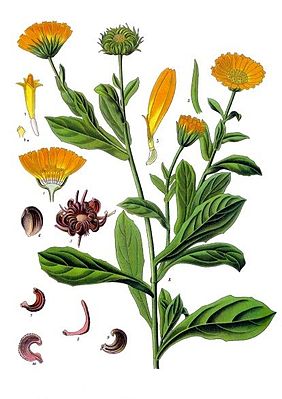 Ringelblume, Calendula officinalis, Blüten, Blätter, Samen