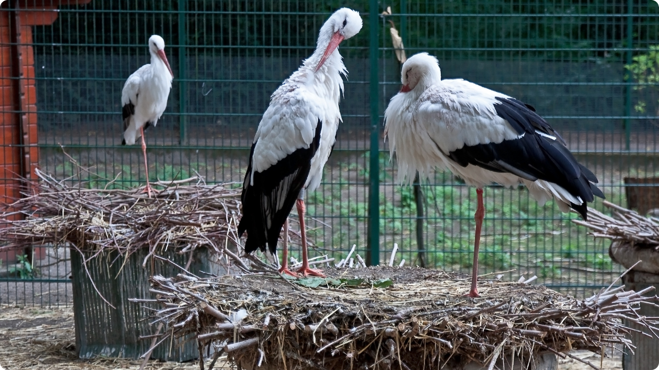 The white storks of Alsace at the Orangerie during an active guided tour of Strasbourg