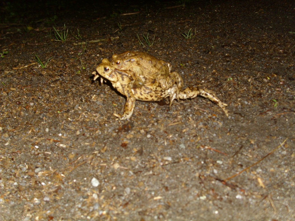 Auch am Wildpark begeben sich die Erdkröten auf Wanderschaft. </p>Foto: Carola Bodsch