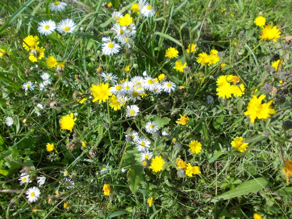 Exkursion zu Flora und Fauna auf der NABU-Wiese.</p>Foto: René Sievert