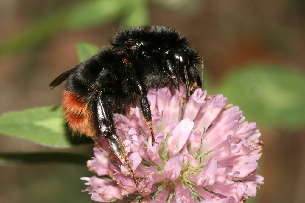 Steinhummel</p>Foto: NABU/Helge May