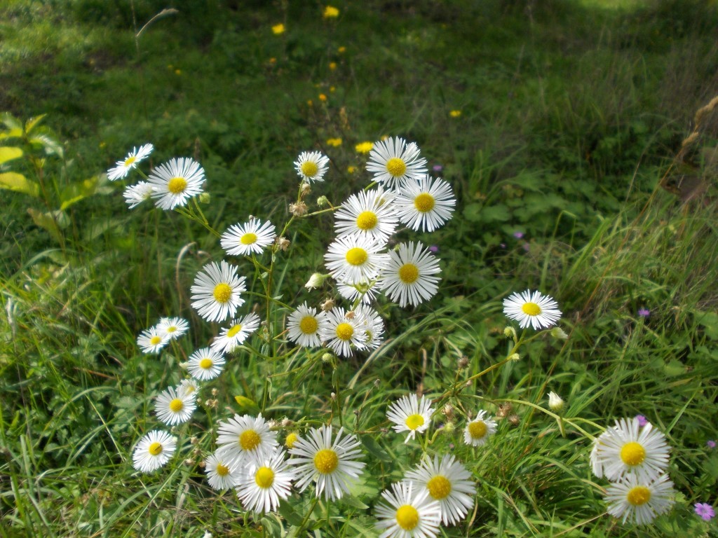 Exkursion zu Flora und Fauna auf der NABU-Wiese.</p>Foto: René Sievert