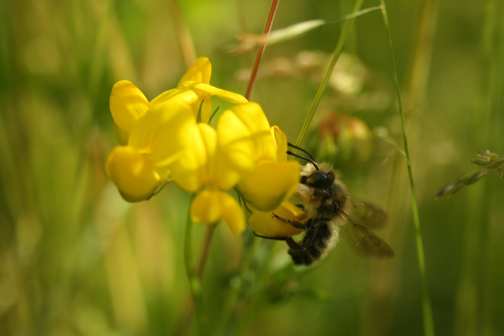 Blattschneiderbiene an Hornklee</p>Foto: Sabrina Rötsch