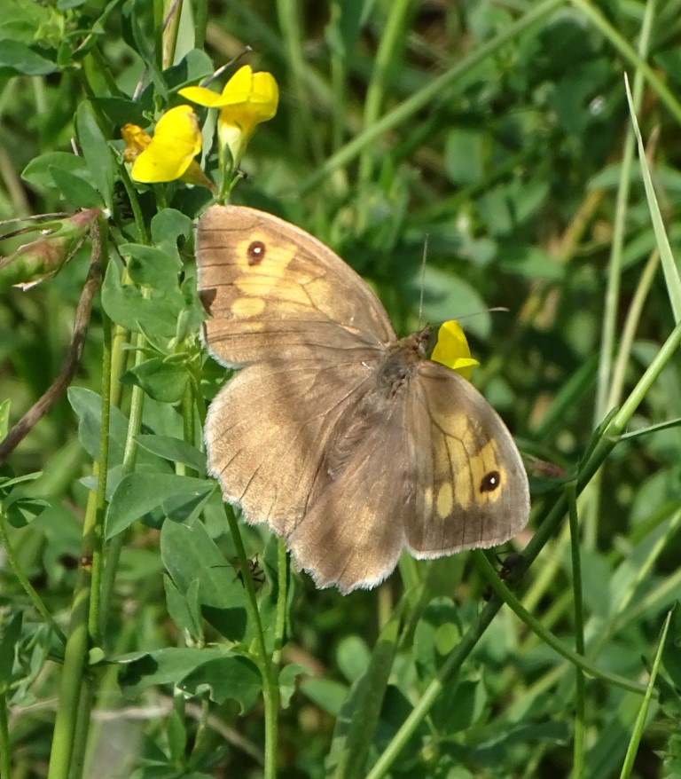 Großes Ochsenauge</p>Foto: Beatrice Jeschke