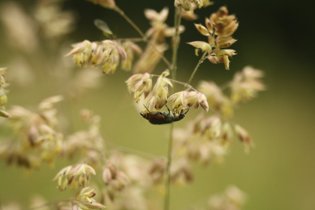 Zipfelkäfer</p>Foto: Sabrina Rötsch