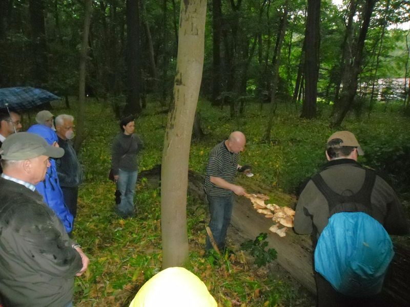 Dr. Otto führt die Exkursionsteilnehmer zu einem Baumstamm an dem der Schwefelporling (Laetiporus sulfureus) wächst. Foto: René Sievert