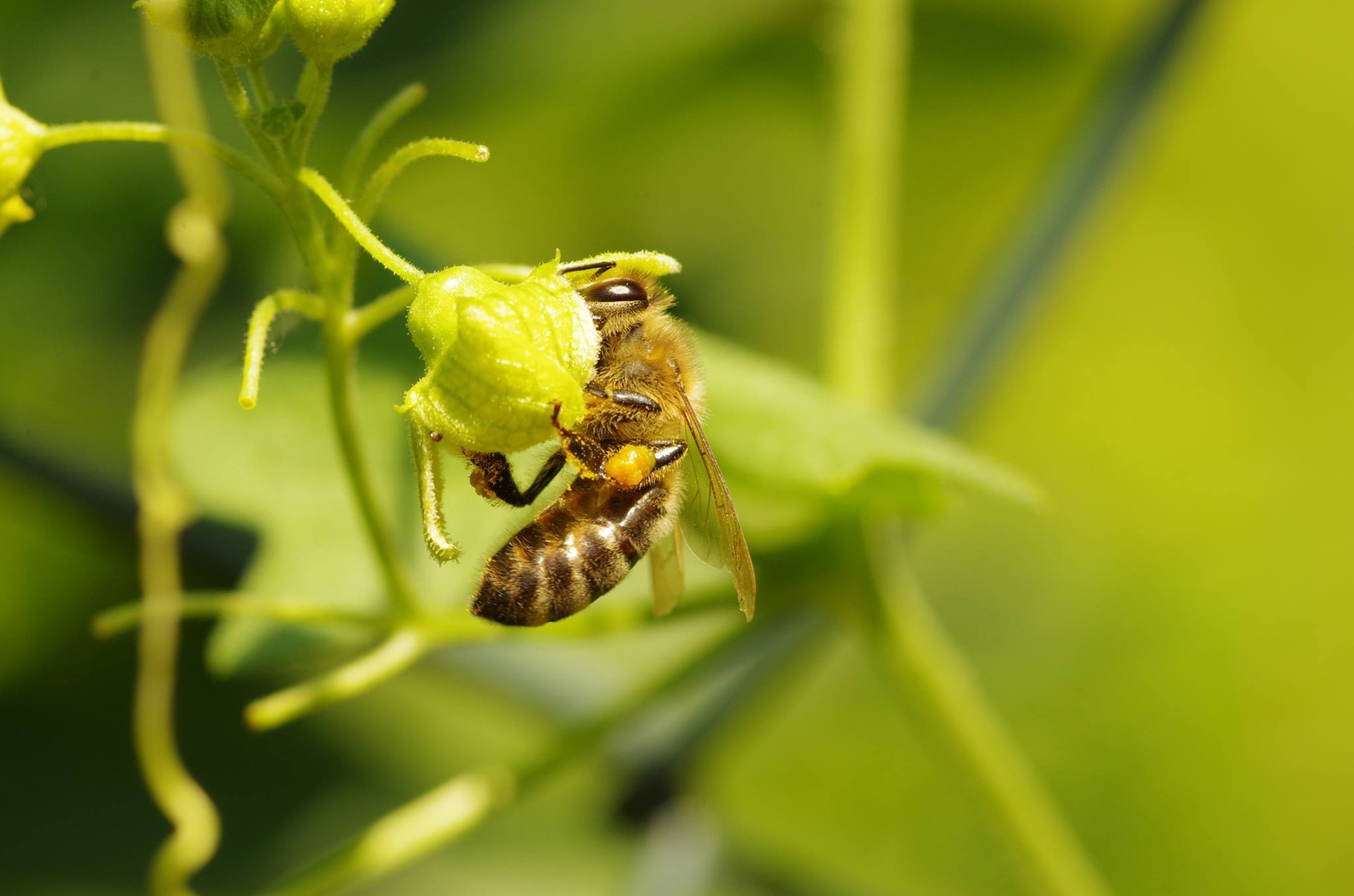 Eine Honigbiene im NAJU-Garten.