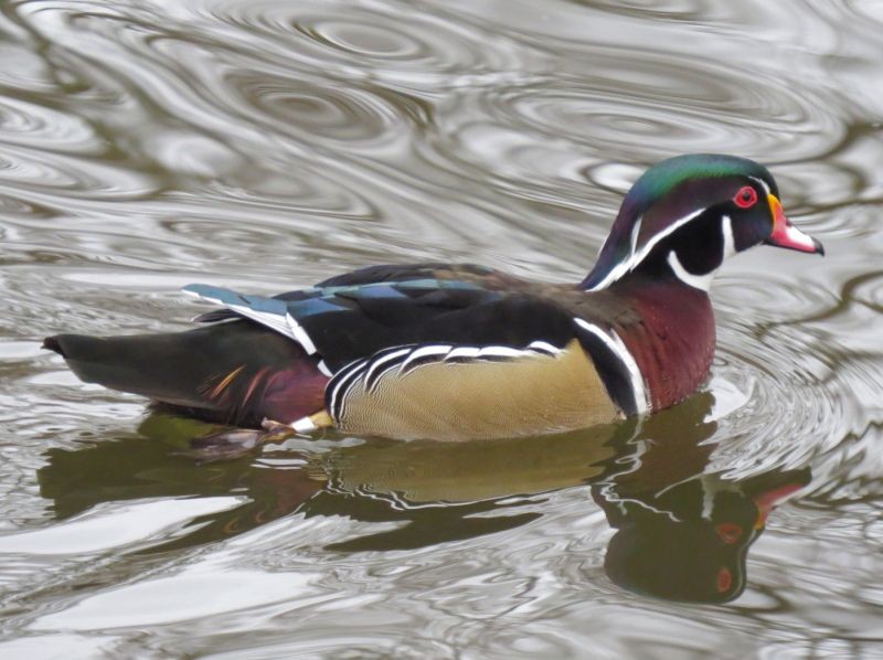 Zu den Wasservögeln auf dem Teich im Clarapark gehörte auch diese Brautente. Foto: Karsten Peterlein