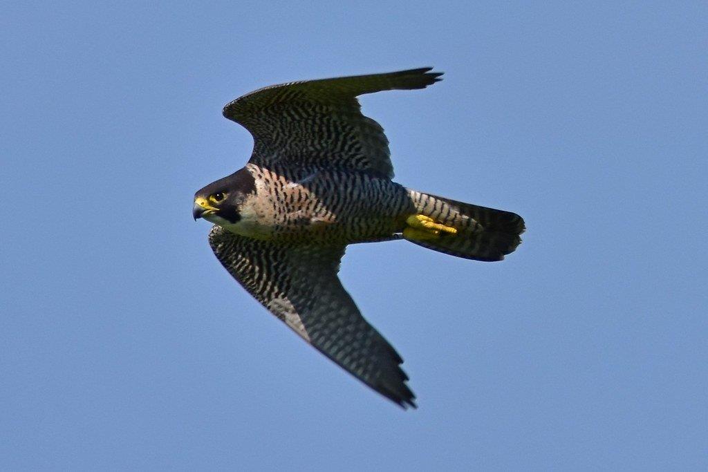 Der Wanderfalke - Greifvogel des Jahres 2019</p>Foto: Hermann Daum/naturgucker.de